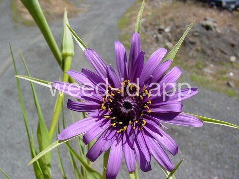 salsify, common